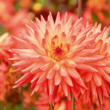 Dahlia cactus à grandes fleurs Java