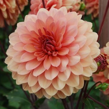 Dahlia décoratif Château de la Bourdaisière