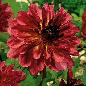 Dahlia décoratif Antibes