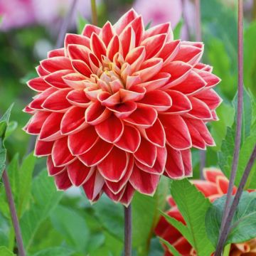 Dahlia décoratif Maxime