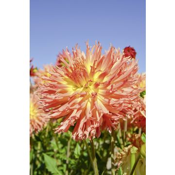 Dahlia Cactus à grandes fleurs Dentelle Eclair