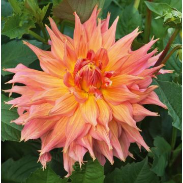 Dahlia Cactus à grandes fleurs Dentelle Eclair