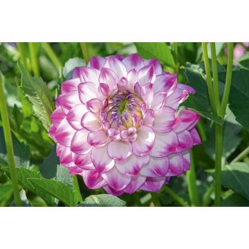 Dahlia décoratif Berlingot
