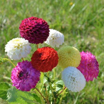 Dahlias Pompons en mélange