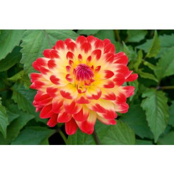 Dahlia décoratif Dynastie