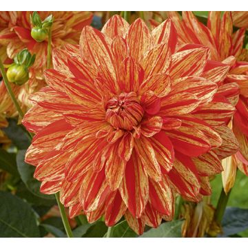 Dahlia décoratif Neo