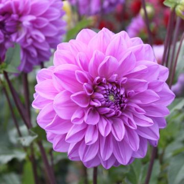 Dahlia décoratif à grandes fleurs Nikita
