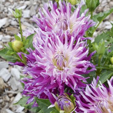 Dahlia cactus à grandes fleurs Jil