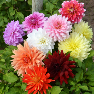 Dahlias décoratifs à grandes fleurs en mélange