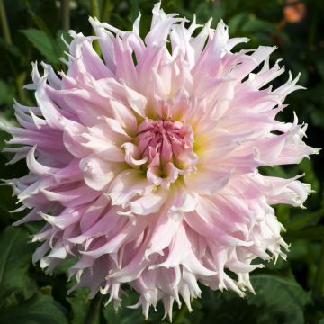 Dahlia cactus dentelle à grandes fleurs Idylle