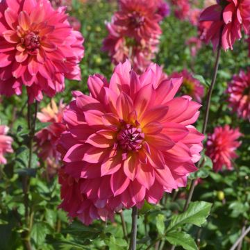 Dahlia décoratif à grandes fleurs Napoli