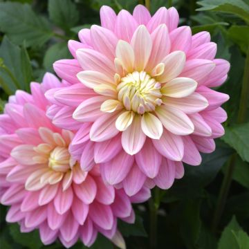 Dahlia Décoratif à grandes fleurs Bel Amour