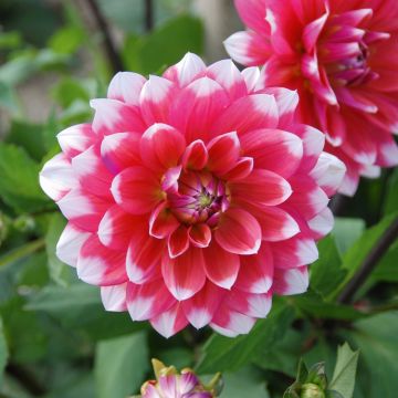 Dahlia décoratif à grandes fleurs Milk Shake