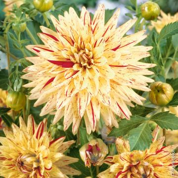 Dahlia Cactus Hy Pimento