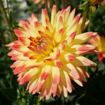 Dahlia cactus à grandes fleurs Aloha