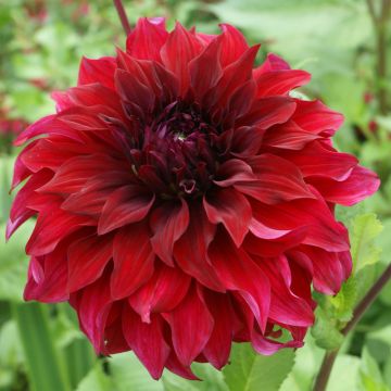 Dahlia décoratif à grandes fleurs XXL Spartacus