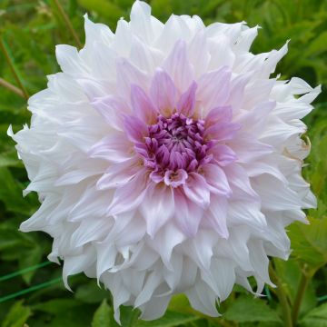 Dahlia décoratif à grandes fleurs XXL Shiloh Noelle