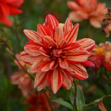 Dahlia buisson Les Sables d’Olonne