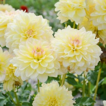 Dahlia buisson Calin