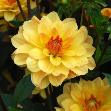 Dahlia buisson Cancun