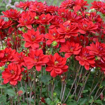 Dahlia buisson Jaipur
