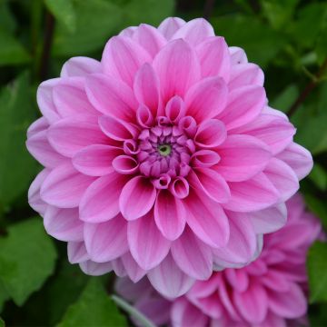 Dahlia buisson Marée Bleue