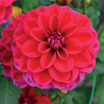Dahlia buisson Mille Feux