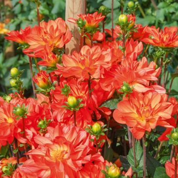Dahlia buisson Tour du Monde