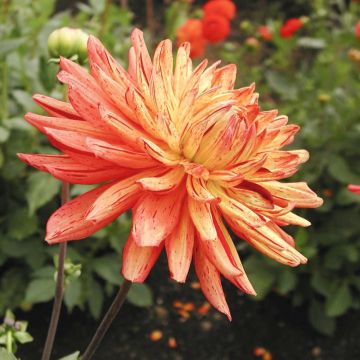 Dahlia cactus à grandes fleurs Gatsby