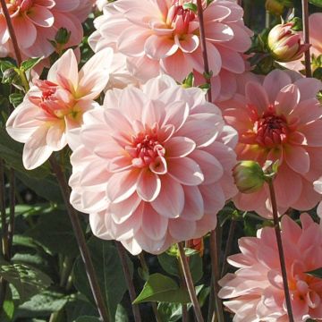 Dahlia buisson Ankara