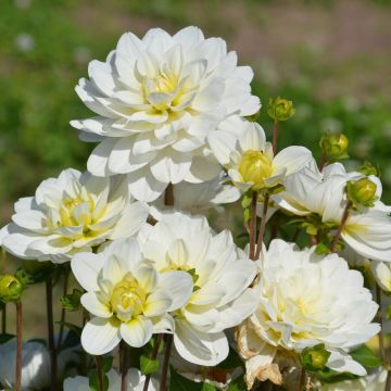 Dahlia buisson Montreuil