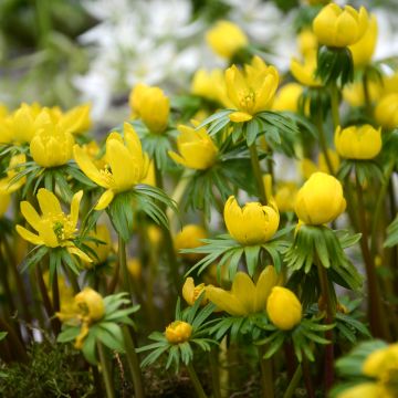 Eranthis cilicica