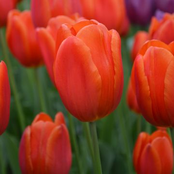Tulipe Triomphe Cadans
