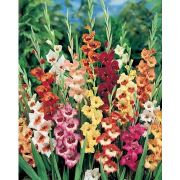 Glaïeuls Papillon en mélange