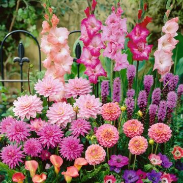 Assortiment Romantique pour massifs