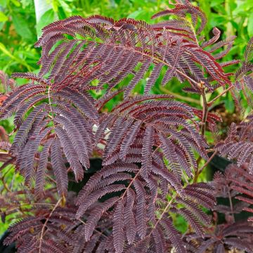 Albizia Summer Chocolate