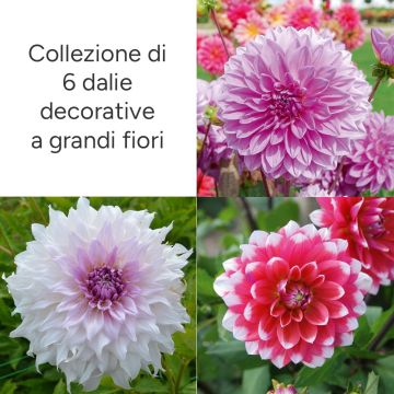 Collection 6 dahlias décoratifs à grandes fleurs