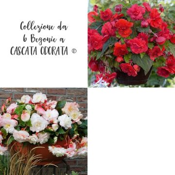 Collection de bégonias CASCADE ODORATA®
