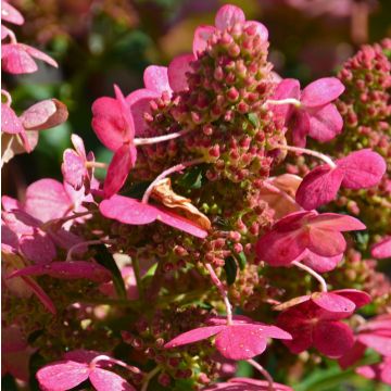 Hortensia paniculé ou Hydrangea paniculata PRIM'RED® 'COUHAPRIM'