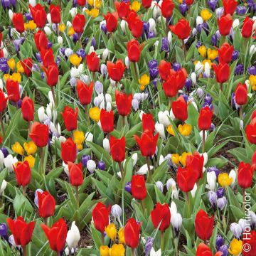 60 bulbes Ambiance Crocus et Tulipe
