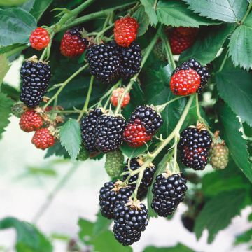 Mûrier géant Triple Crown ou ronce à fruits