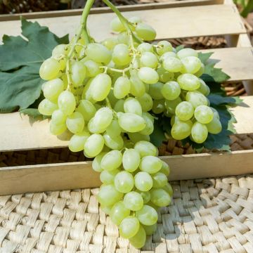 Vigne de table Centennial