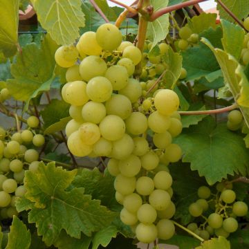 Vigne Fragola Noah