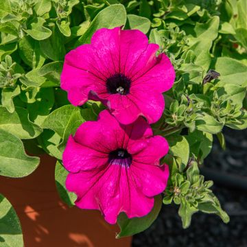 Pétunia SURFINIA ® PURPLE ® Shihi Brilliant en pot