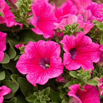 Surfinia HOT PINK ® Sunrovein