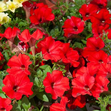 Surfinia RED ® Keirekul