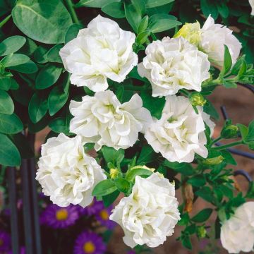 Surfinia DOUBLE WHITE ® Sundaho