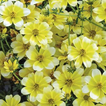 Bidens Lemon Moon