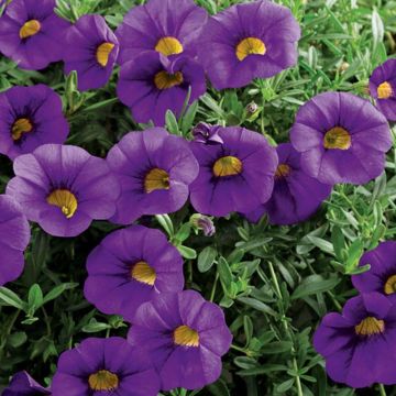 Calibrachoa MILLION BELLS ® Trailing blue Sunbelkubu