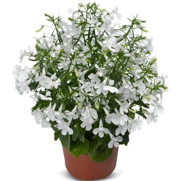 Lobélia TECHNO ® Up White